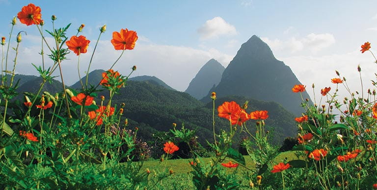 A view of the Pitons through poppy flowers, St Lucia